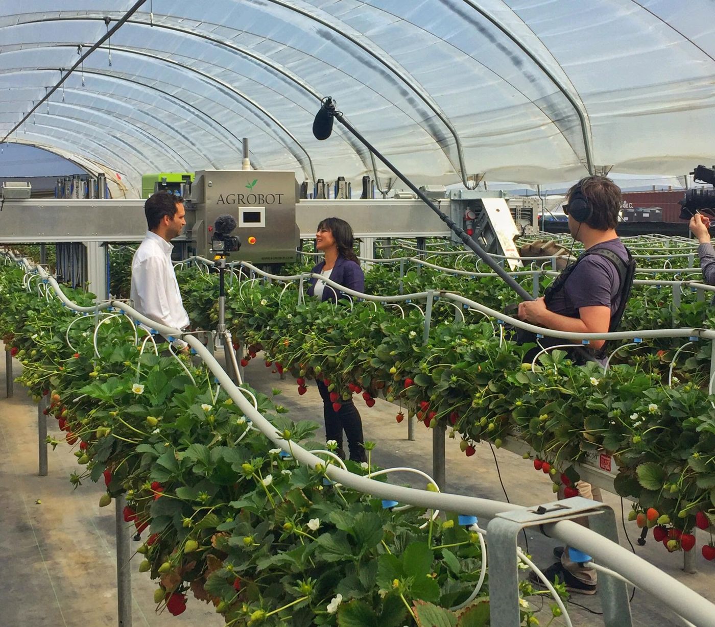 Filming a CNBC segment on an AI strawberry-picking robot in a greenhouse